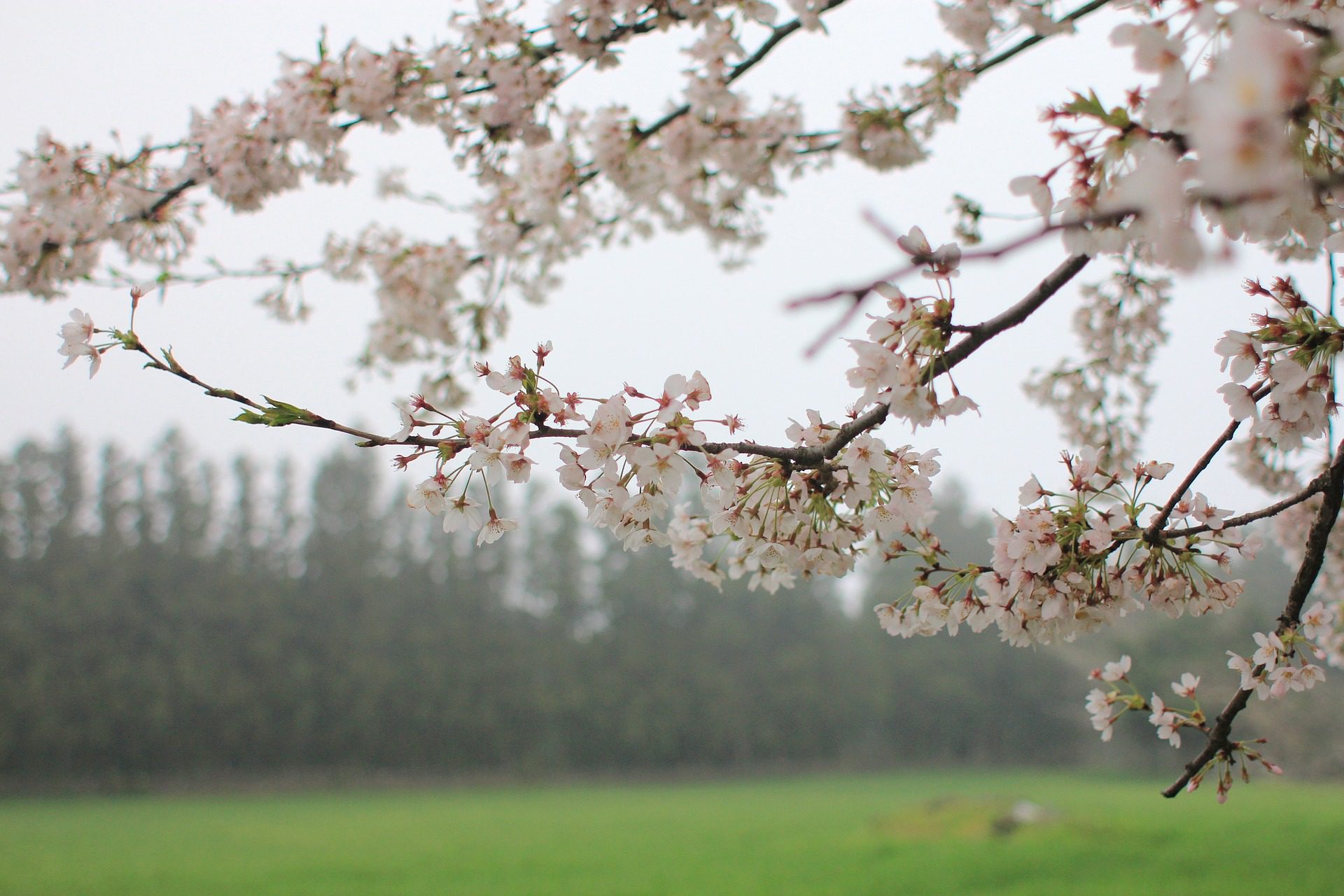 Дождь во время цветения вишни. Spring Landscape with Blossom Trees and Wooden Fence.