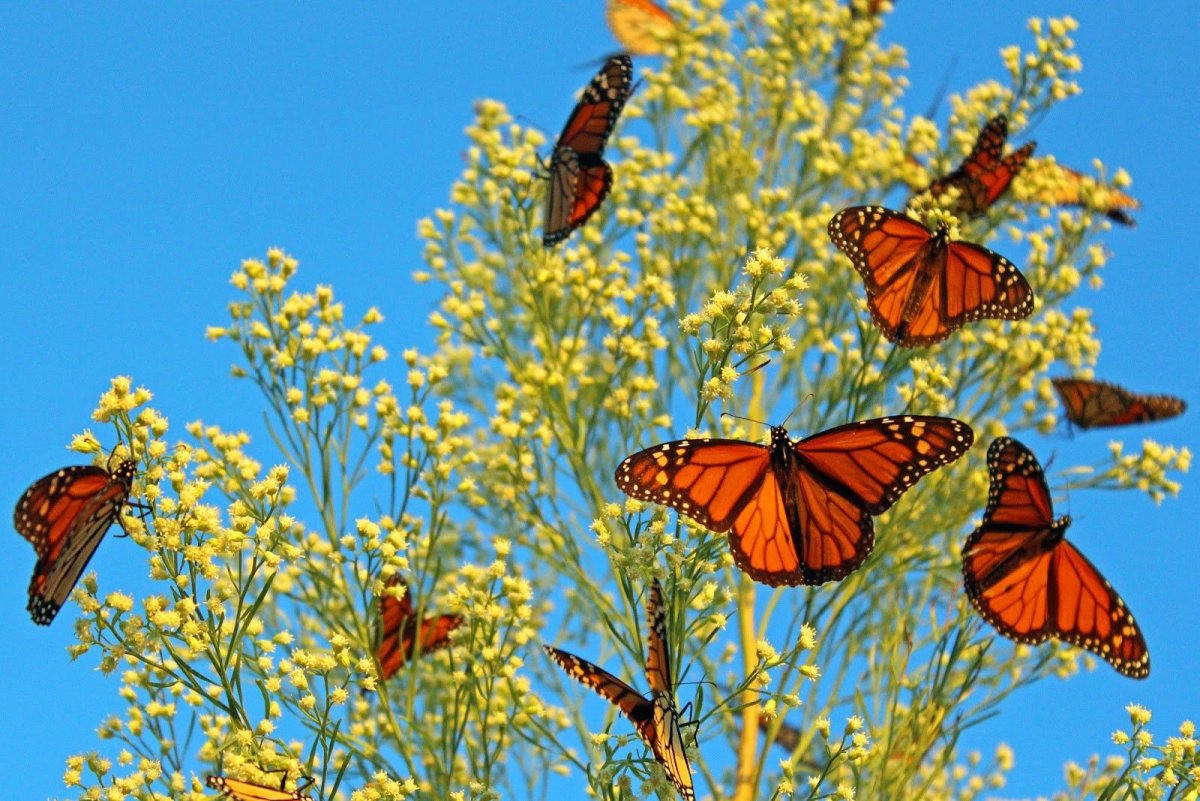 Включи где бабочки. Миграция бабочек Данаида Монарх. Миграция бабочек монархов. Мигрирующие бабочки Данаида Монарх. Миграция бабочек монархов Мексика.
