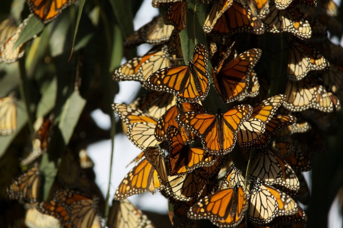 Цветы похожи на крылья бабочек. Миграция бабочек Данаида Монарх. Мигрирующие бабочки Данаида Монарх. Биосферный заповедник бабочки Монарх.